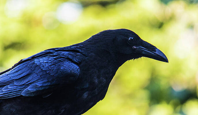 Wall Art featuring the photograph Raven by Jonny D