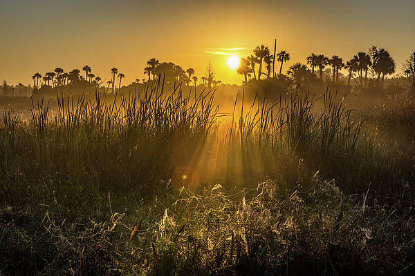 Sunrise Wall Art featuring the photograph Rays Of Light by David Hart