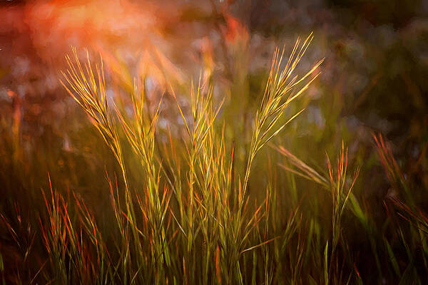Nature Wall Art featuring the photograph Reaching For The Sunset by Mary Jo Allen