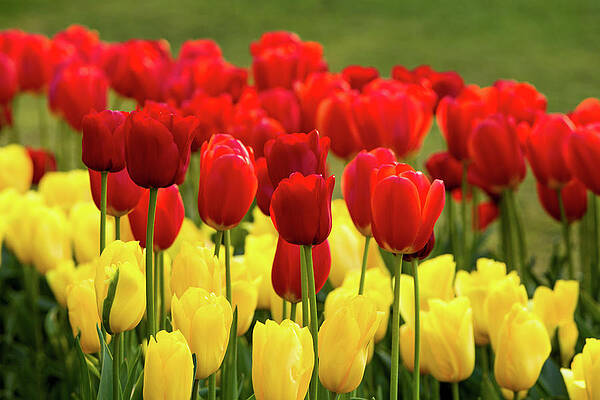 Natural Photograph - Red And Yellow Tulips by Mary Jo Allen