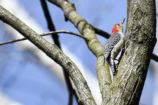 Wildlife Wall Art featuring the photograph Red-bellied Woodpecker by Gary Wightman