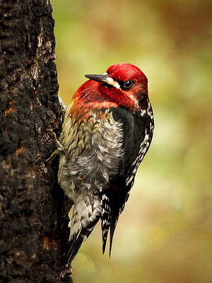 Wild Wall Art featuring the photograph Red Breasted Sapsucker by Jean Noren