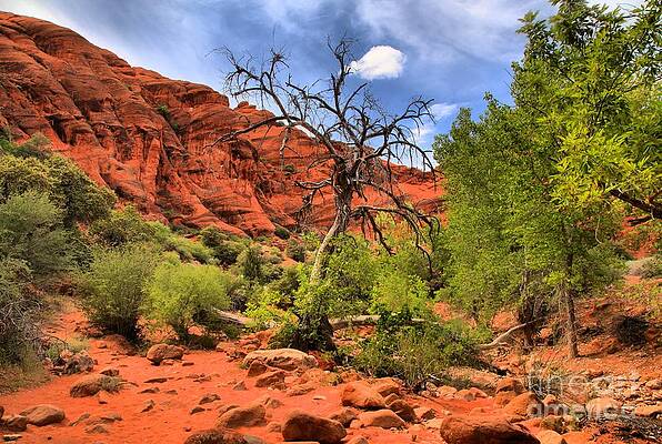 Desert Landscape with Barren Tree Photograph