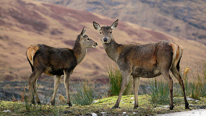 Scottish Highland Wall Art featuring the photograph Red Deer Fawns by Grant Glendinning