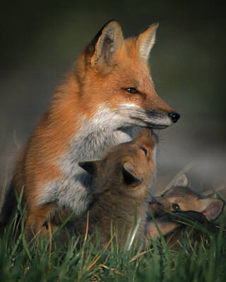 Wall Art featuring the photograph Red Fox Mother And Kits by Jeff Phillippi