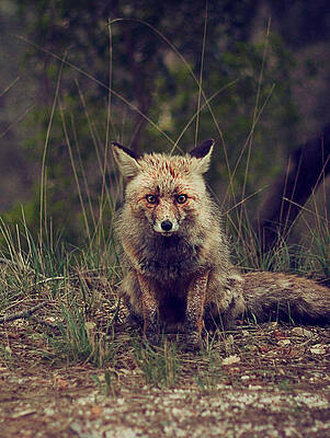 Photograph - Red Fox by Robert Newman