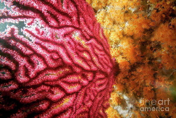 Europe Photograph - Red Gorgonian Growing On Ocean Floor by Sami Sarkis Photography