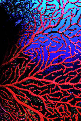 Vibrant Red Coral Underwater Wall Art