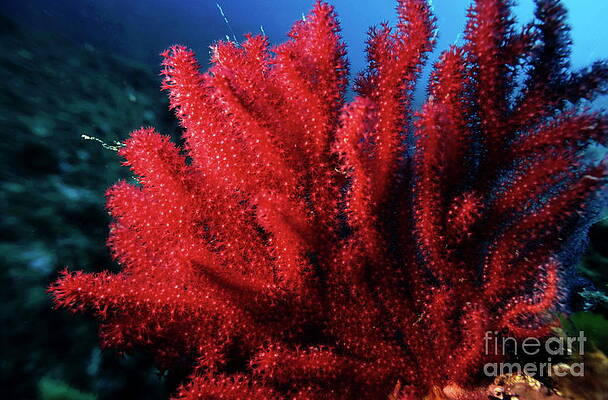 Vibrant Red Coral Underwater Photograph