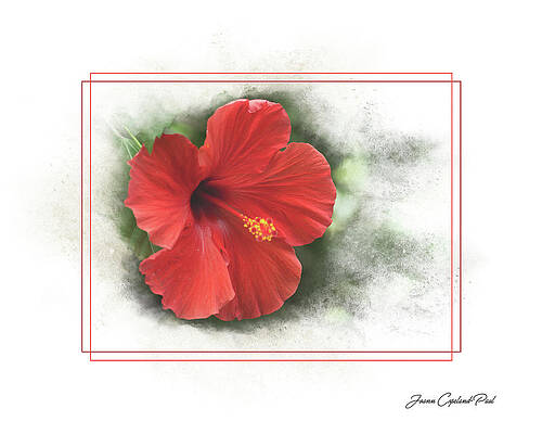 Summer Wall Art featuring the photograph Red Hibiscus by Joann Copeland-Paul