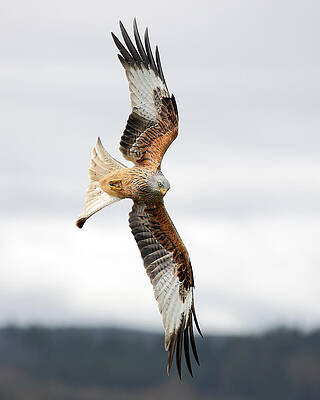 Bird Wall Art featuring the photograph Red Kite Soaring - Portrait by Grant Glendinning