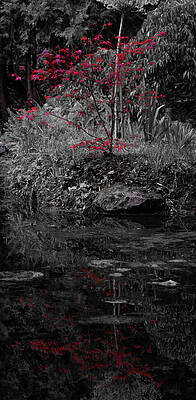 Organic Photograph - Red Leaves Reflected by Scott Lyons