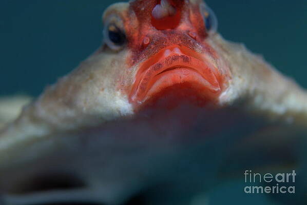 Nature Wall Art featuring the photograph Red-lipped Batfish by Sami Sarkis Photography