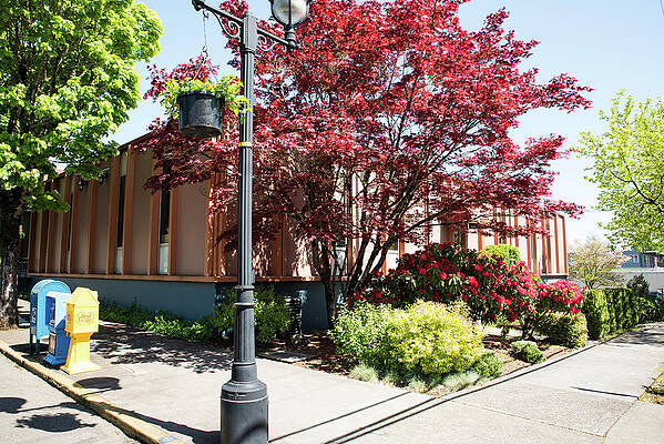 May Photograph - Red Maple And Rhodies by Tom Cochran