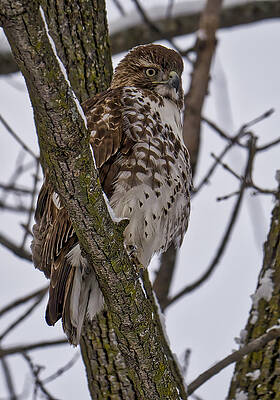 Wildlife Photograph - Red Shouldered Hawk - Madison - Wisconsin by Steven Ralser
