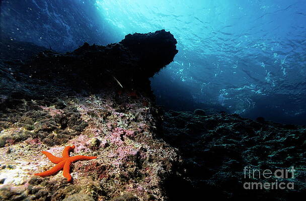 Animal Wall Art featuring the photograph Red Starfish On A Rock Underwater by Sami Sarkis Photography