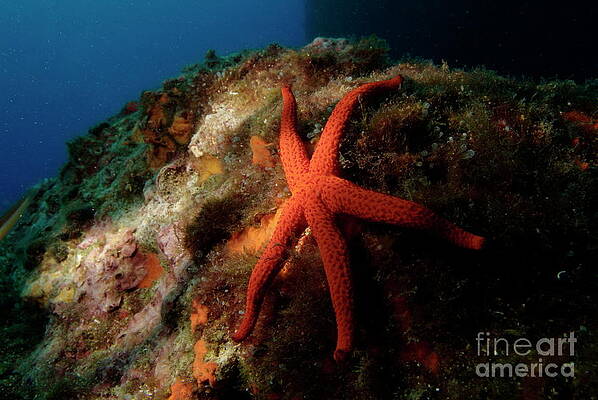Animal Wall Art featuring the photograph Red Starfish by Sami Sarkis Photography