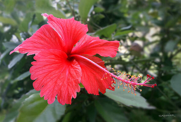 Red-Tailed Flower Portrait by Steven Robiner