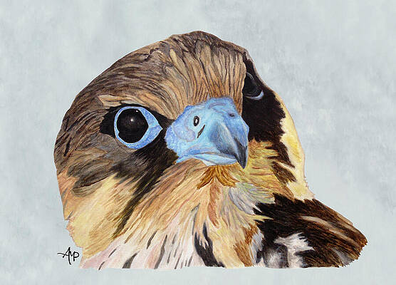 Wildlife Painting - Red-Tailed Hawk Portrait by Angeles M Pomata