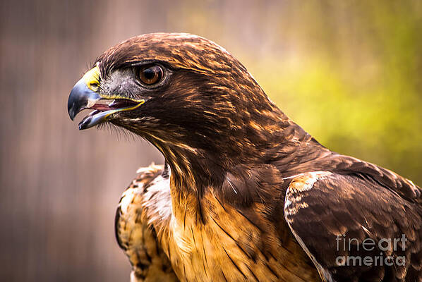 Wall Art featuring the photograph Red Tailed Hawk Profile by Blake Webster