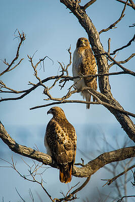 Missouri Wall Art featuring the photograph A Pair Of Red-tails #2 by Jeff Phillippi