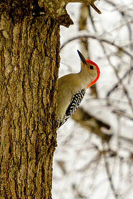 Wildlife Wall Art featuring the photograph Redheaded Woodpecker by Rob Narwid