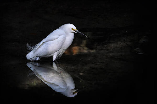Wall Art featuring the photograph Reflections Of......... by Ghostwinds Photography
