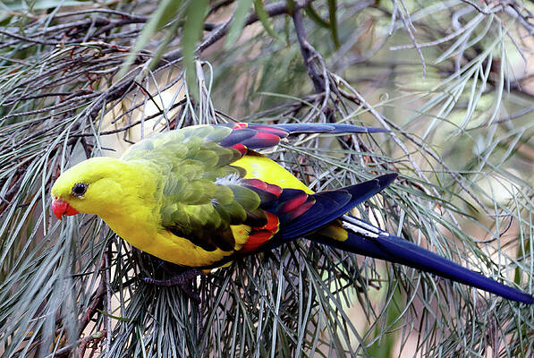 Desert Photograph - Regent Parrot by Nicholas Blackwell