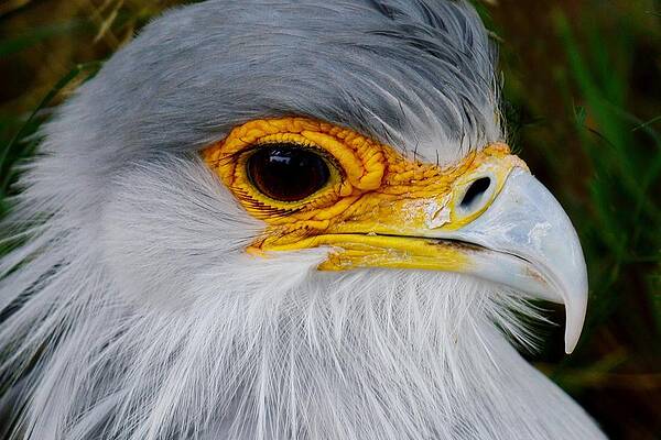 Wildlife Wall Art featuring the photograph Reptile Hunter - Secretary Bird by KJ Swan
