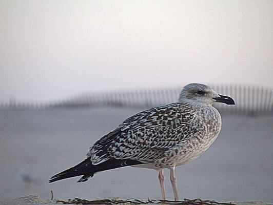 Seagull Photograph - Resting Gull by Robert Newman