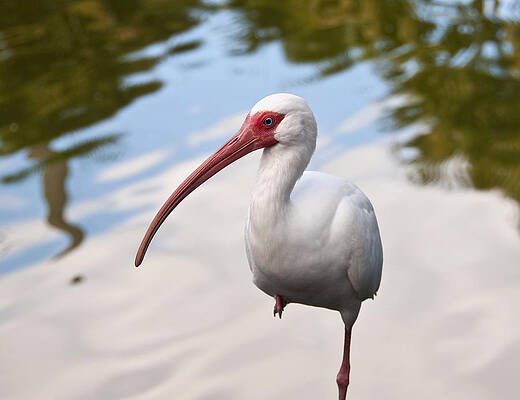 Bird Wall Art featuring the photograph Resting On One Leg by Steven Sparks