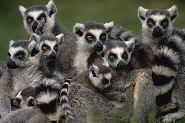 Ring-tailed Lemur Group by Gerry Ellis