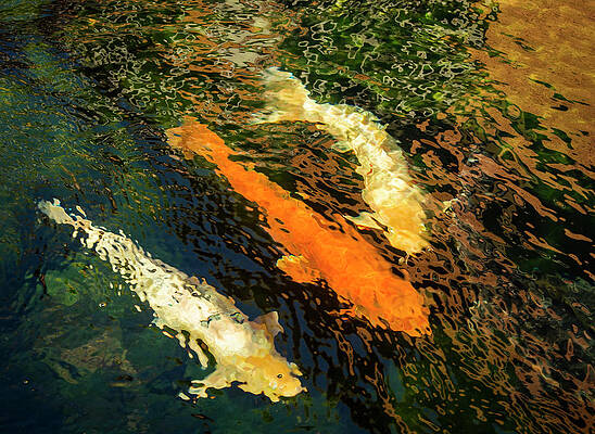 Abstract Photograph - Rippled Koi by Jean Noren