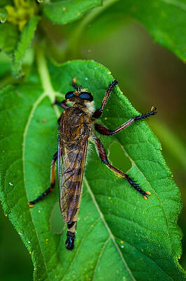 Robber Fly 1 by Jeff Phillippi
