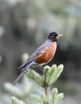Nature Photograph - Robin In The Spruces by Jim E Johnson