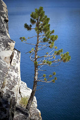 Green Wall Art featuring the photograph Rockside by Kelley King