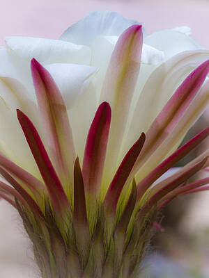 Dramatic Wall Art featuring the photograph Romantic Cactus Flower by Jean Noren