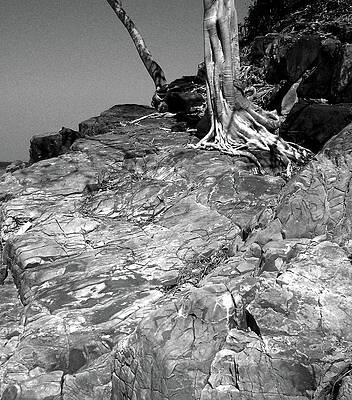 RootFlow by Steven Robiner