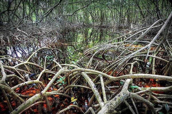 Wall Art featuring the photograph Roots by Alberto Audisio