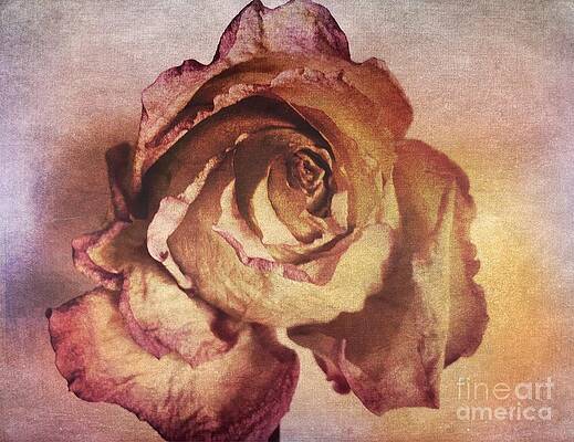 Textured Photograph - Rose In Time by Onedayoneimage Photography