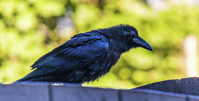 Wall Art featuring the photograph Rough Crow by Jonny D