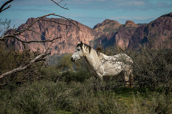 Nature Photograph - Rough, Proud, And Free by American Landscapes