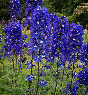 Nature Photograph - Row Of Delphiniums by Jean Noren