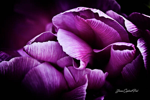 Wall Art featuring the photograph Ruffled Edge Tulips by Joann Copeland-Paul