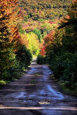 Wall Art featuring the photograph Rural Road by Alberto Audisio
