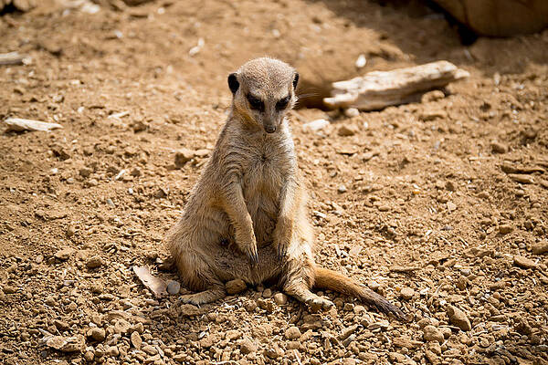 Wild Photograph - Sad Meerkat by Scott Lyons