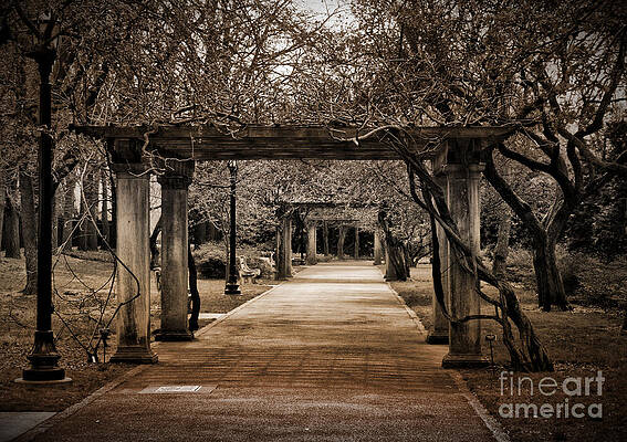 Tree Wall Art featuring the photograph Safe Passage by Onedayoneimage Photography