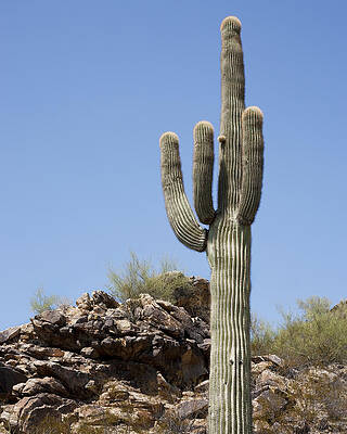 Nature Wall Art featuring the photograph Saguaro 3 by Kelley King