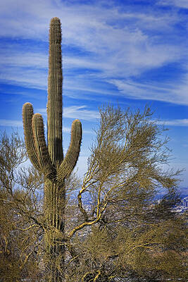 Green Wall Art featuring the photograph Saguaro Cactus Of The Desert Southwest by Kelley King