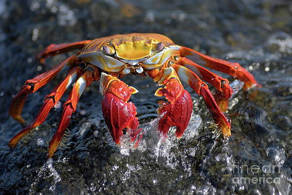 Outdoors Wall Art featuring the photograph Sally Lightfoot Crab In Water by Sami Sarkis Photography